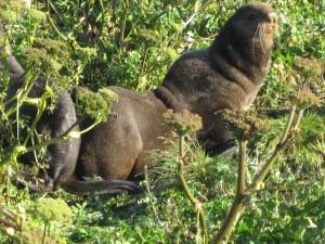 first seal as we walked to viewing blind