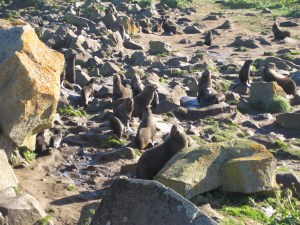 can't believe how many seals you could see at once
