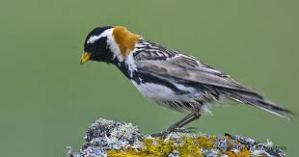 lapland longspur