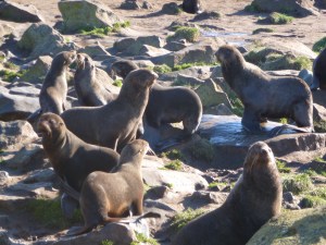 fur seals crowded the beaches