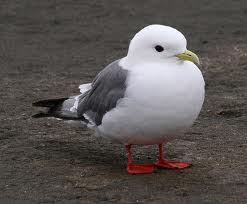 red legged kittiwake