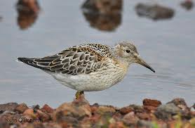 rock sandpiper