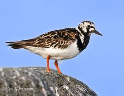 ruddy turnstones