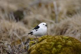 snow bunting