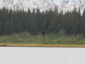 see the eagle on the log? the edge of the glacier is behind those<br /><br />
trees