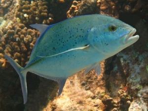 we saw 5 of these in a group with turtles in the area!