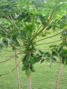 papaia growing out side of our back door