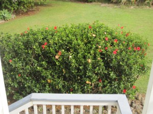 our steps down from our apt.