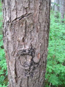 IMG_10007bear scratch tree