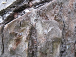 IMG_10008bear hair tree