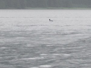 IMG_10031loon