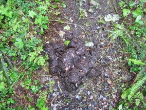IMG_10043fresh poo