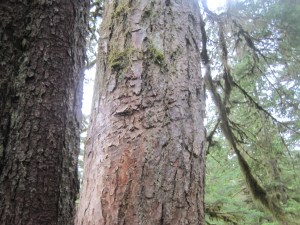 IMG_10054bear scratch tree