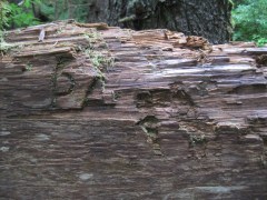 IMG_10056sign 'pack'