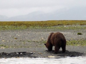 IMG_10077bear clam