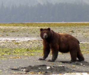 IMG_10081bear clam look