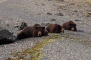 IMG_10160popkey cubs