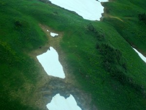 IMG_10218fly bear alpine