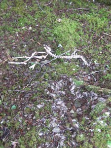 IMG_9956deer carcuss