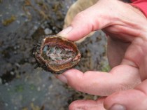 IMG_9970gumboot eaten