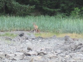 IMG_9993momfawnnursing