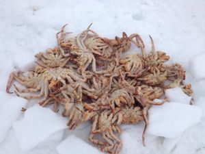 pile oh crab4702046678404_1030976808_n